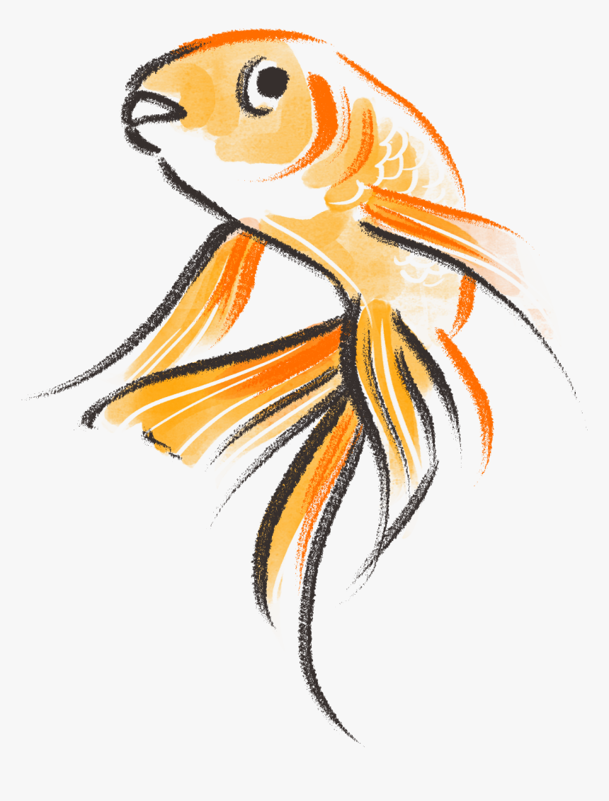 Transparent Gold Fish Png - Goldfish Drawing Png, Png Download, Free Download