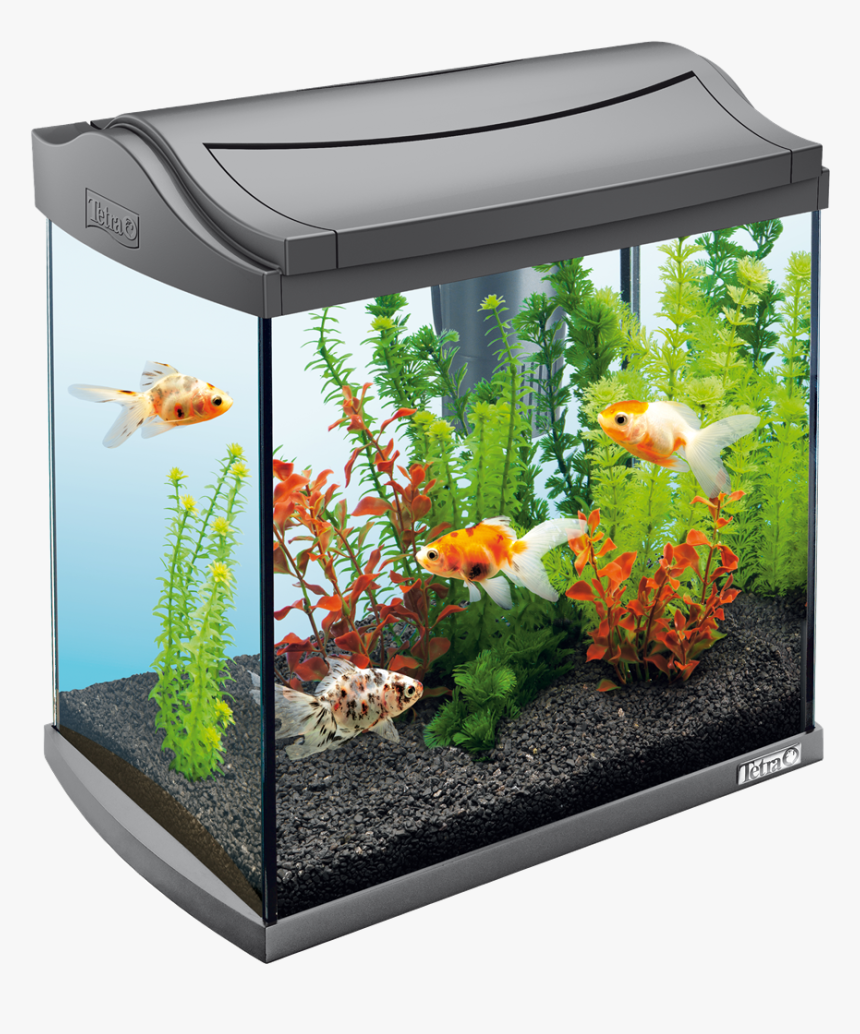 Goldfish - Aquarium Png, Transparent Png, Free Download