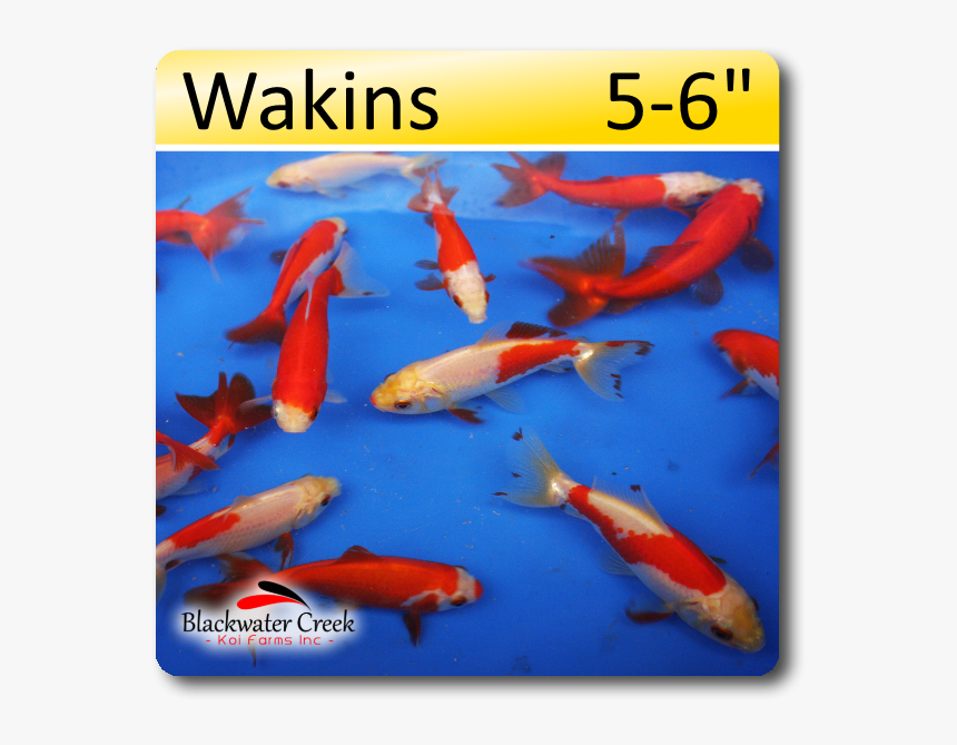 Wakins Fish, HD Png Download, Free Download