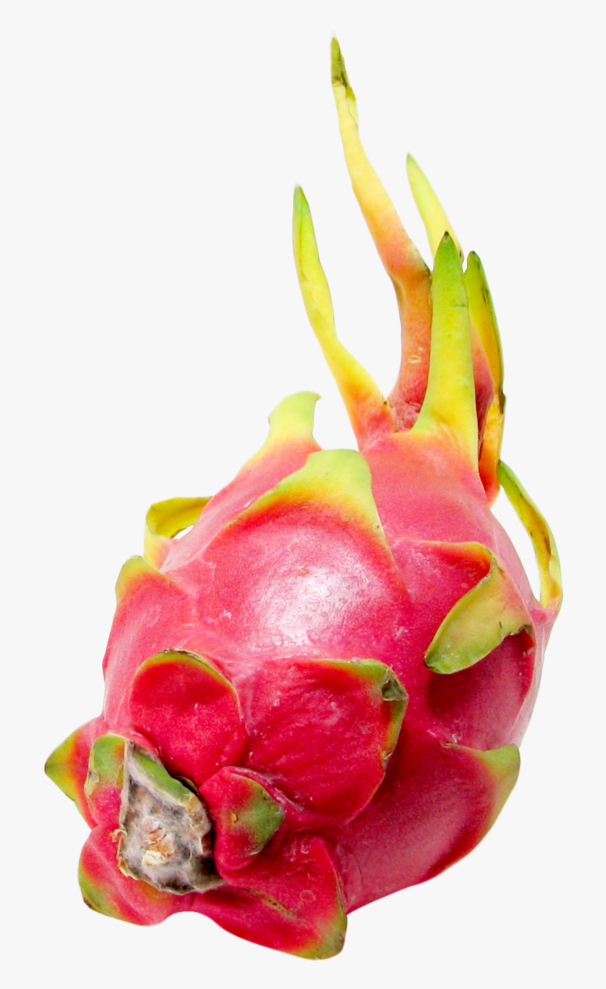 Dragon Fruit Transparent Background, HD Png Download, Free Download