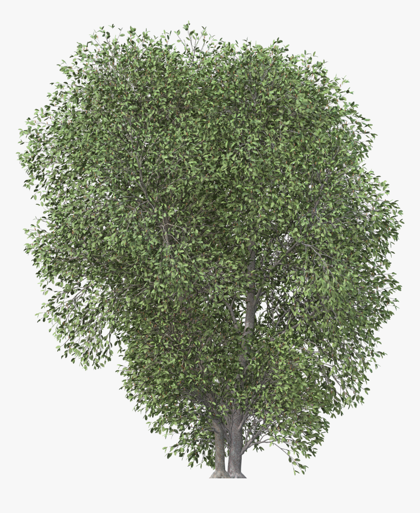 Transparent Tree Png Plan , Png Download - Tree Png Plan, Png Download, Free Download