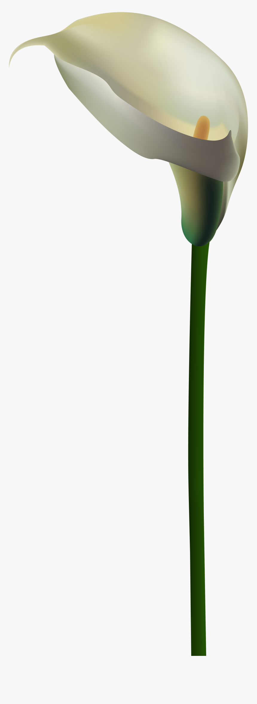 White Calla Lily Png, Transparent Png, Free Download