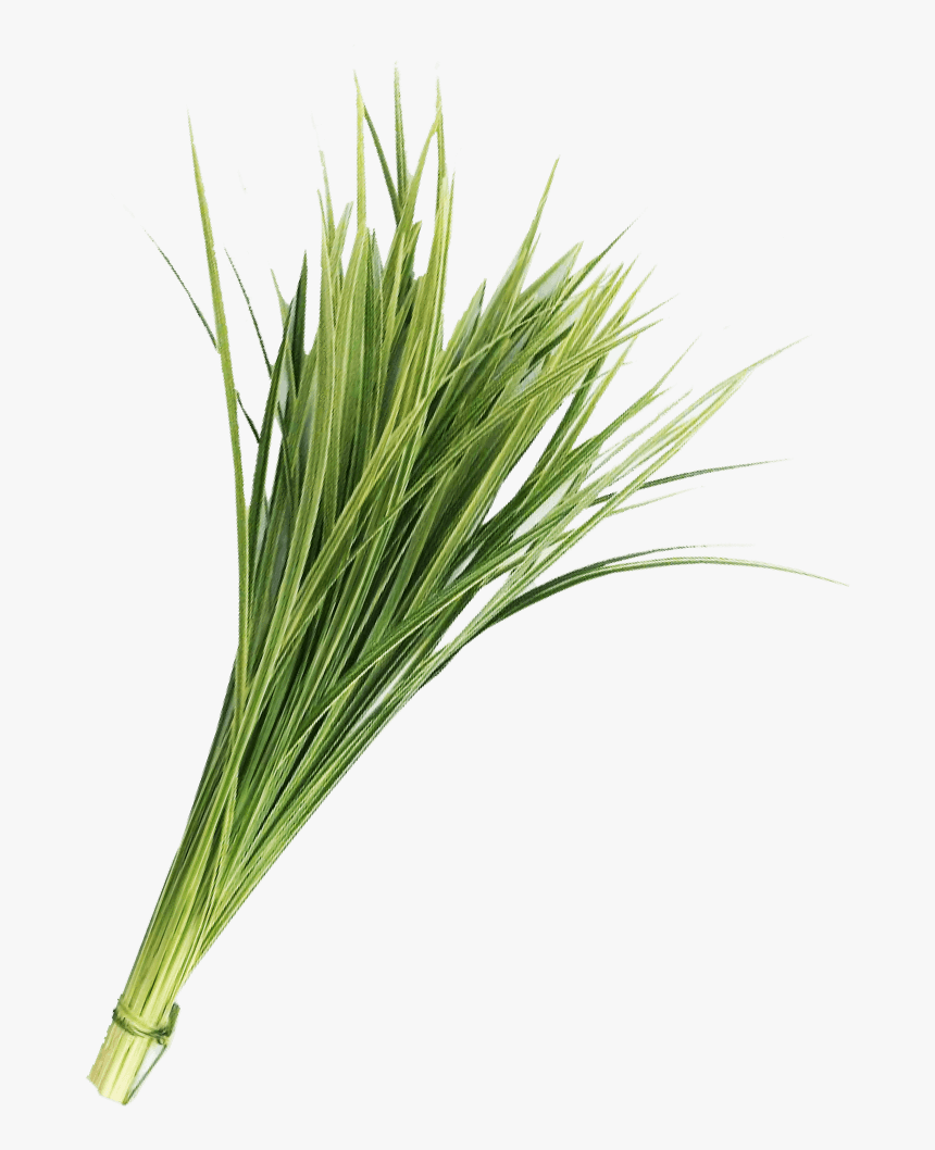 Variegated Lily Grass, HD Png Download, Free Download