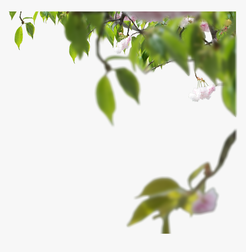 Side Tree Images Png, Transparent Png, Free Download