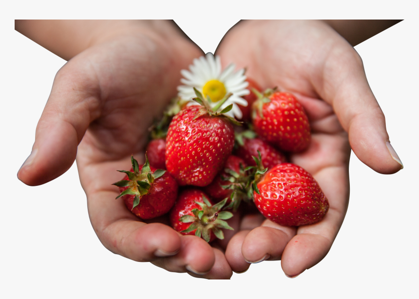 Strawberries With Flower In Palms Png Image - Strawberries In Hands, Transparent Png, Free Download