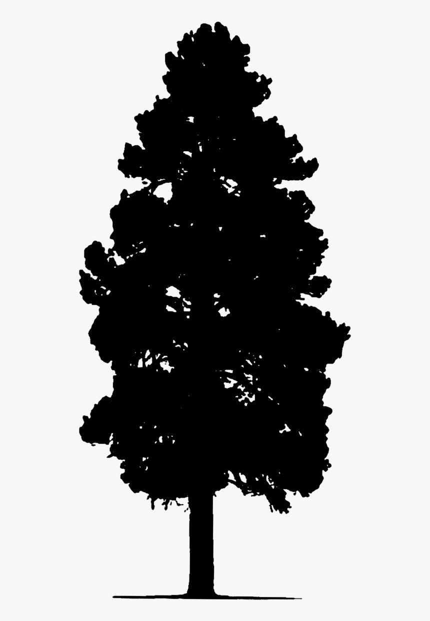 Pine Tree Tree Silhouette Free Picture - Single Tree Silhouette, HD Png Download, Free Download