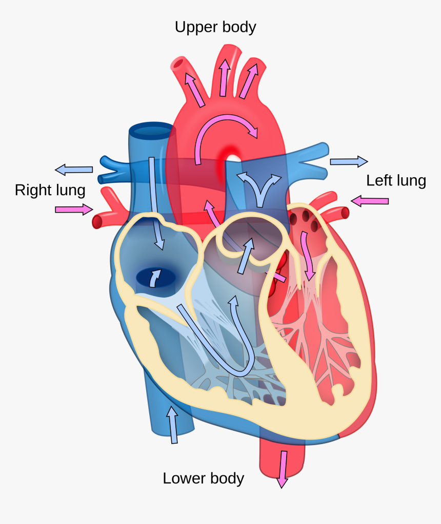 Clip Art Library Download Clipart Human Heart - Longitudinal Section Of Heart, HD Png Download, Free Download