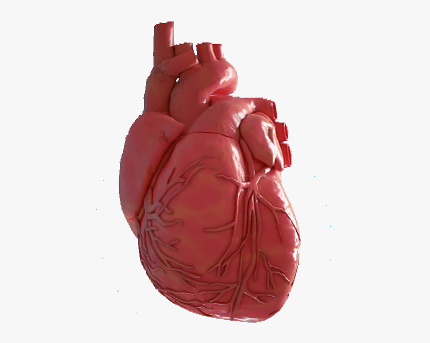 We Often Talk About Five Heart Rate Intensity Zones - Illustration, HD Png Download, Free Download