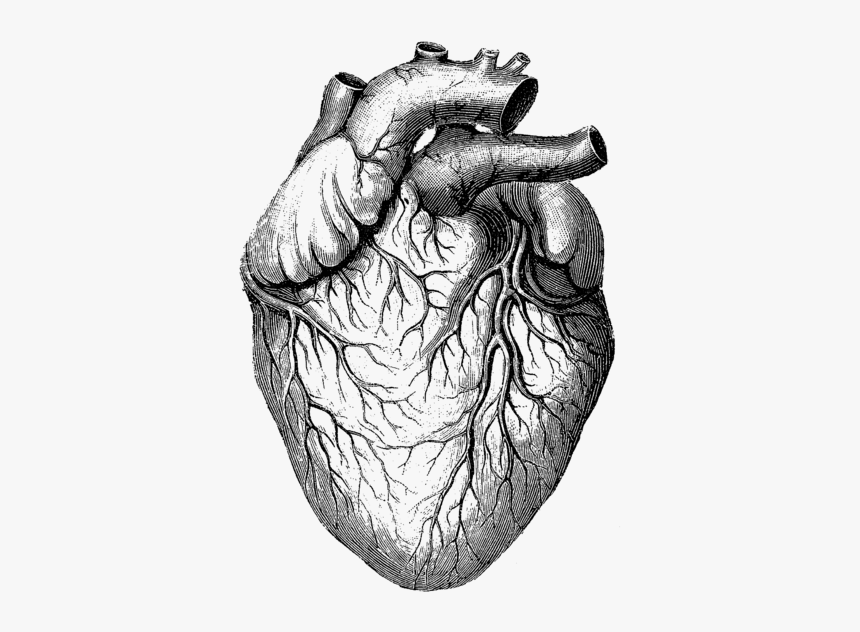 Anatomical Heart Illustration Png, Transparent Png - kindpng