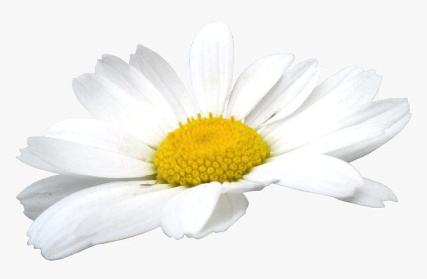 Camomile Flowers Png - Ромашкив Пнг, Transparent Png, Free Download