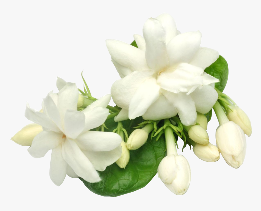 Gardenia Flowers Png Background Transparent Background Jasmine Flower Png Png Download Kindpng