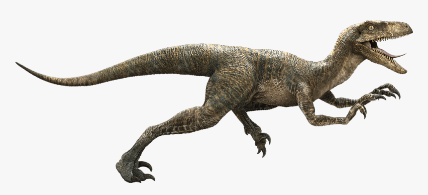 Velociraptor Png Hd - Raptor Dinosaur, Transparent Png, Free Download