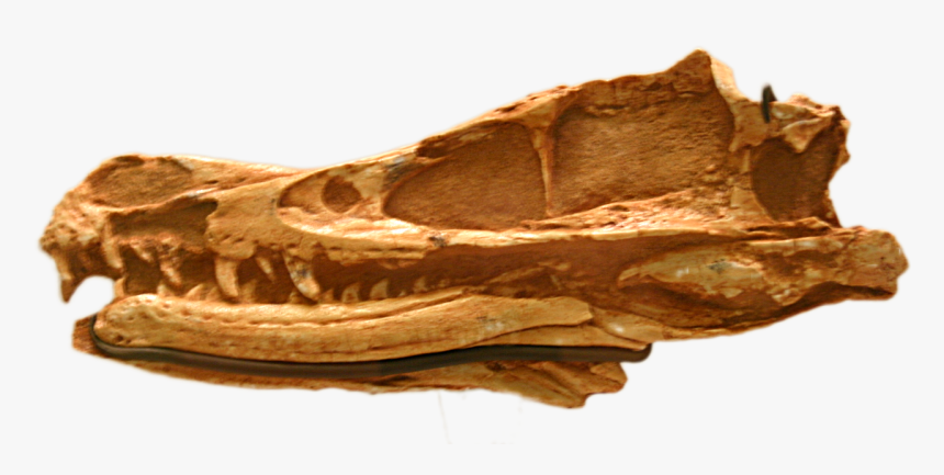 Velociraptor Mongoliensis Amnh-6515 - Velociraptor Mongoliensis Skull Amnh, HD Png Download, Free Download