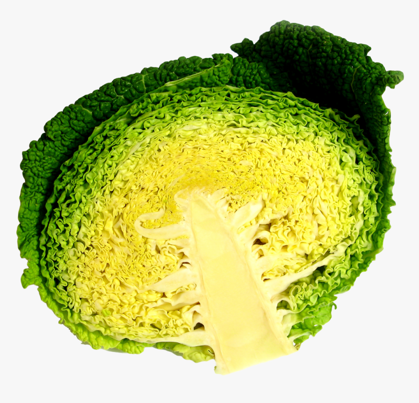 Cabbage, HD Png Download, Free Download