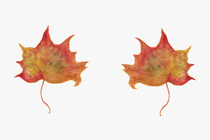 Leaf, HD Png Download, Free Download