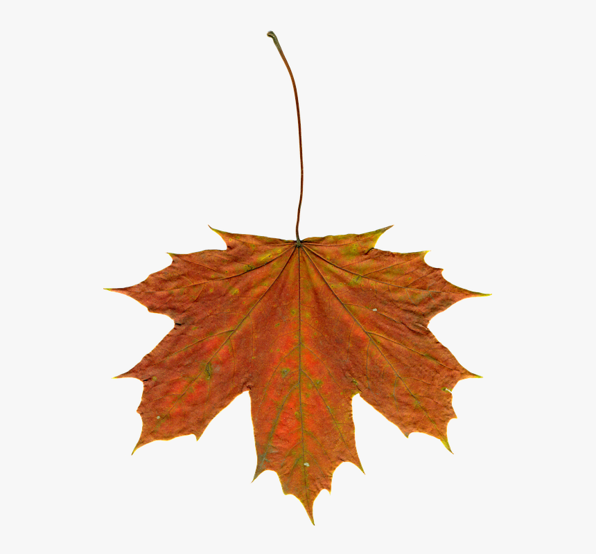 Autumn Clipart Leaves, HD Png Download, Free Download