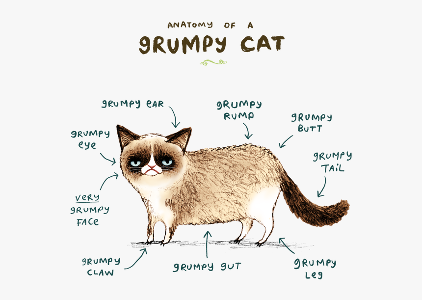 Anatomy Of A Grumpy Cat - Grumpy Cat Anatomy, HD Png Download, Free Download