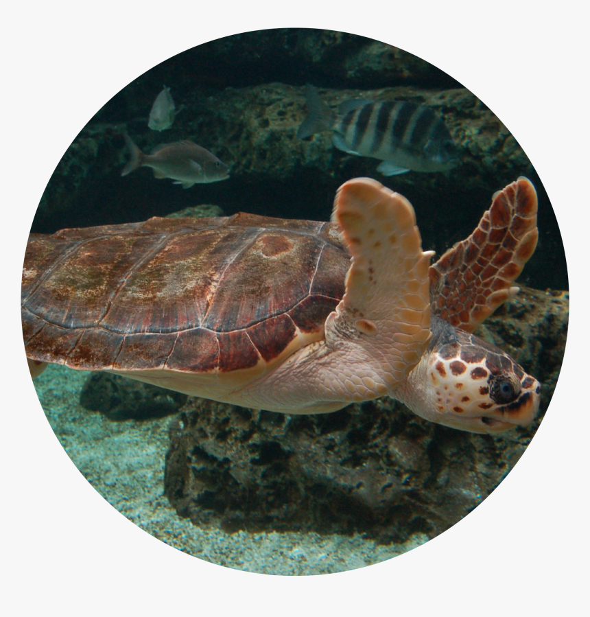 Loggerhead Sea Turtle - Animales Del Acuario De Gijon, HD Png Download, Free Download