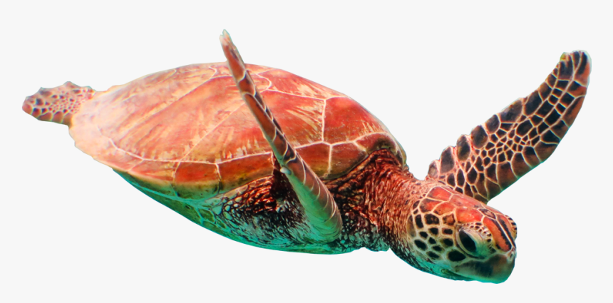 Sea Turtle - Loggerhead Sea Turtle, HD Png Download, Free Download