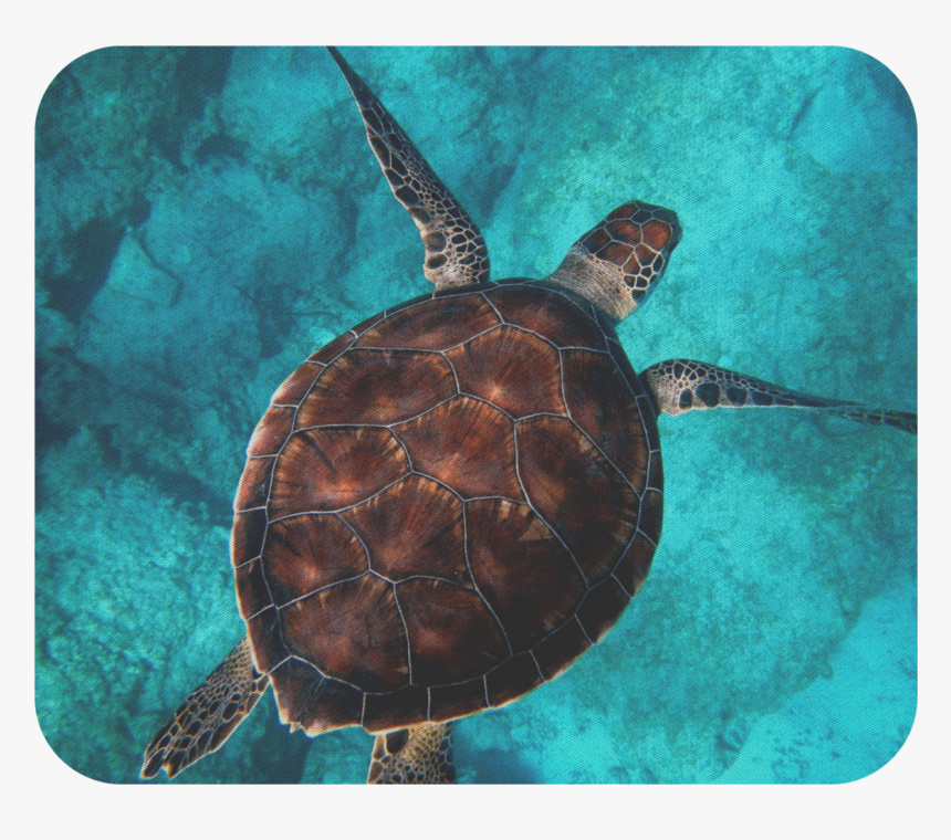 Sea Turtle Powerpoint Template, HD Png Download, Free Download