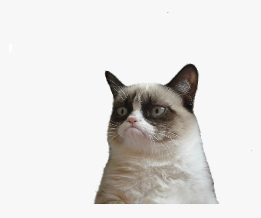 Angry Cat Png Picture - Join Us Grumpy Cat, Transparent Png, Free Download