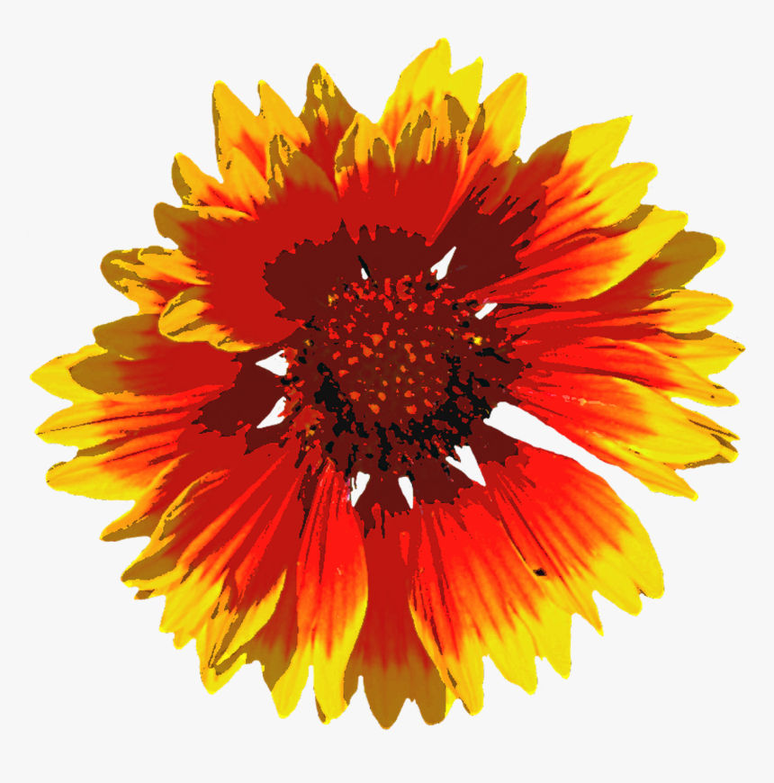 Summer Flowers Png -summer Flowers Png - Bunga Mekar Png, Transparent Png, Free Download