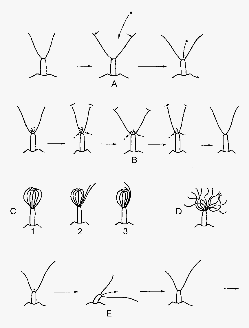 A, Lophophore Expansion Resulting In Particle Sucking - Drawing, HD Png Download, Free Download