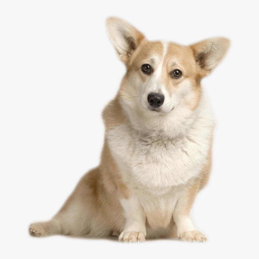 Transparent Corgi Png - Corgi Sitting, Png Download, Free Download