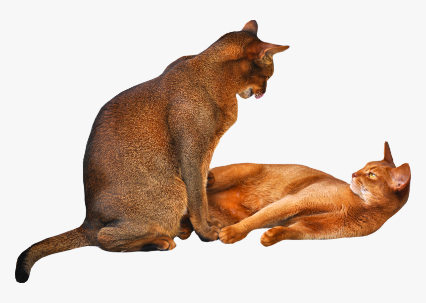 2 Cats Transparent Background, HD Png Download, Free Download