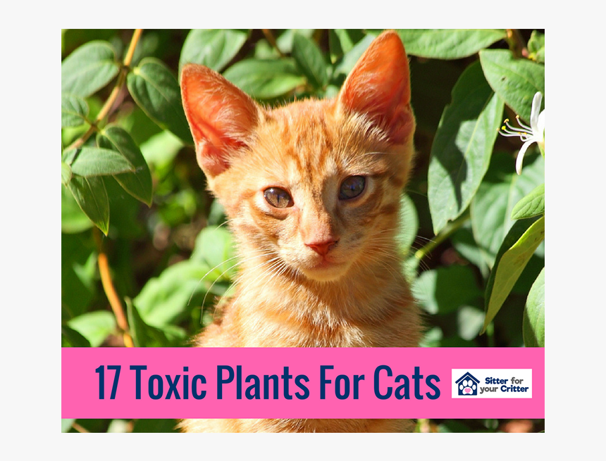 17 Toxic Plants For Cats - Kitten, HD Png Download, Free Download