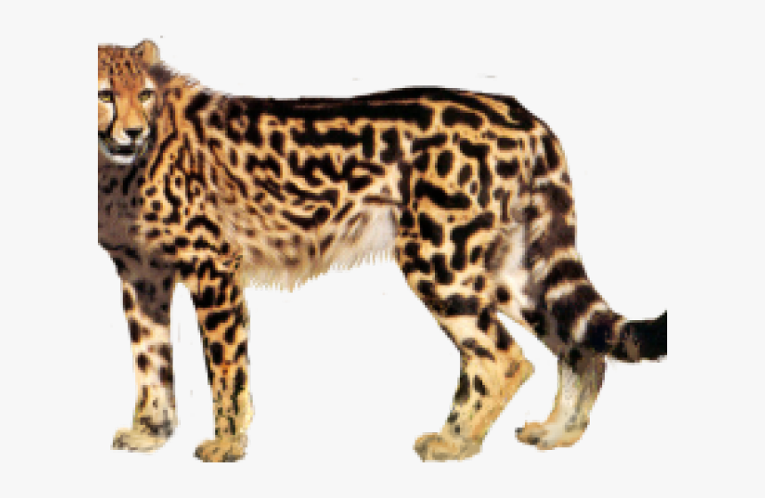 Cheetah Png Transparent Images - King Cheetah Png, Png Download, Free Download