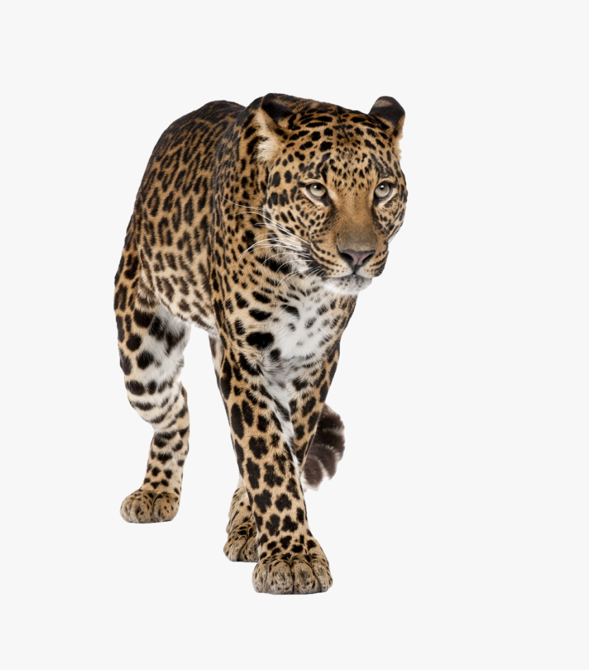 Leopard Transparent Background, HD Png Download, Free Download