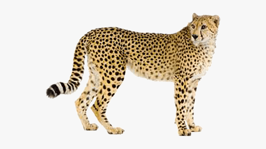 Fast Like A Cheetah, HD Png Download, Free Download