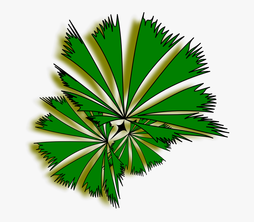 Palm Raphis 01a - Top View Tree Png, Transparent Png, Free Download