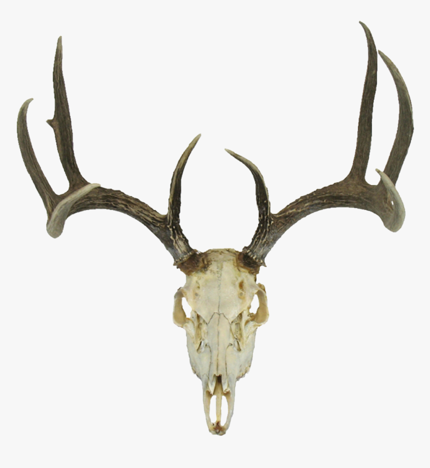 Deer Skull With Antlers - Deer Skull Transparent Background, HD Png Download, Free Download