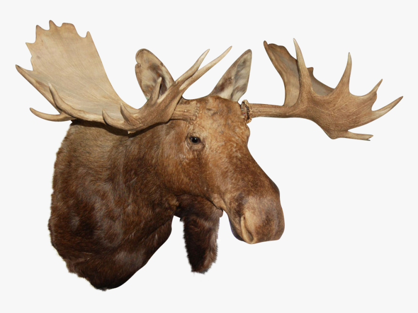 Reindeer Antler Alaska Moose Elk - Moose Head Transparent Background, HD Png Download, Free Download