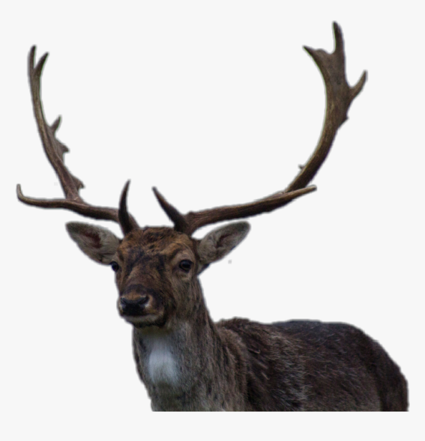 Transparent Reindeer Antlers Png - Hunting Fish, Png Download, Free Download