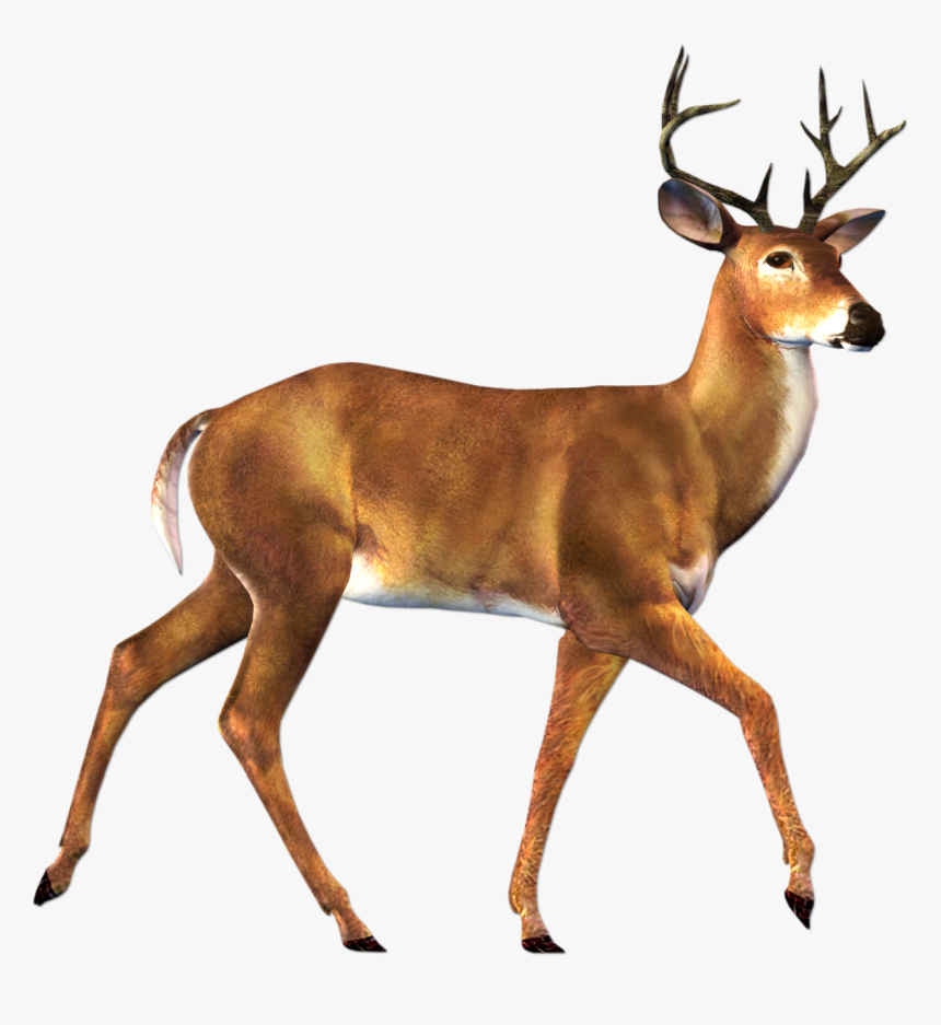 Deer Png Image - Deer Png, Transparent Png, Free Download