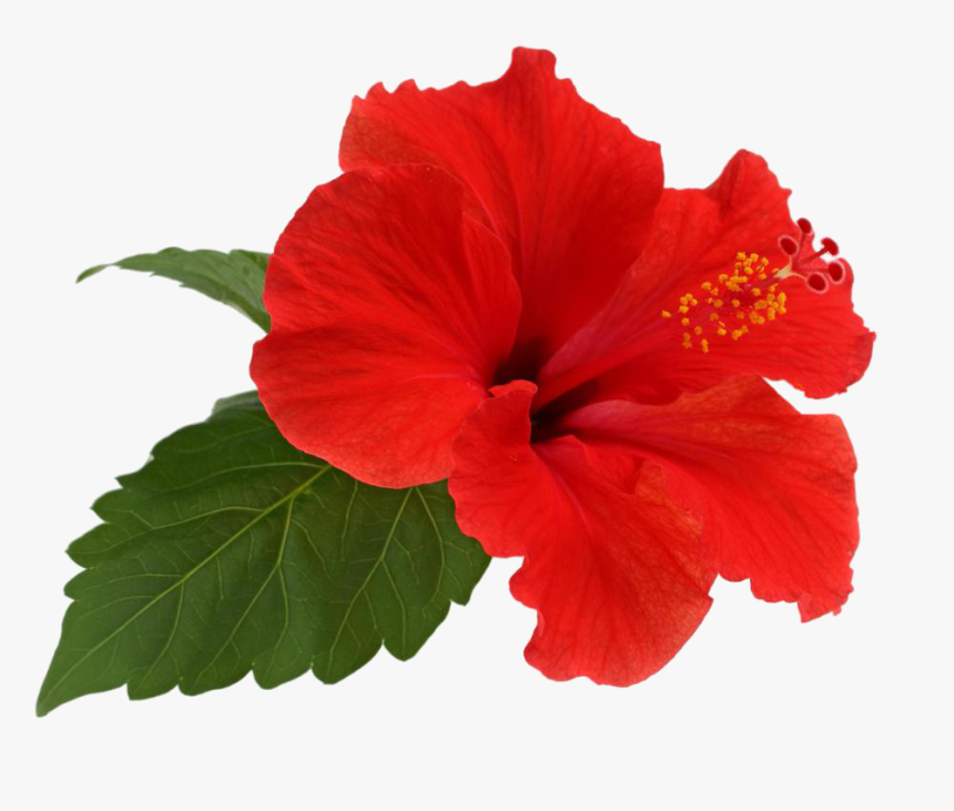 Shoeblackplant Flower Tea Leaf - Hibiscus Png, Transparent Png, Free Download