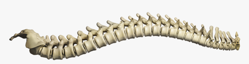 Spine Png Transparent, Png Download, Free Download