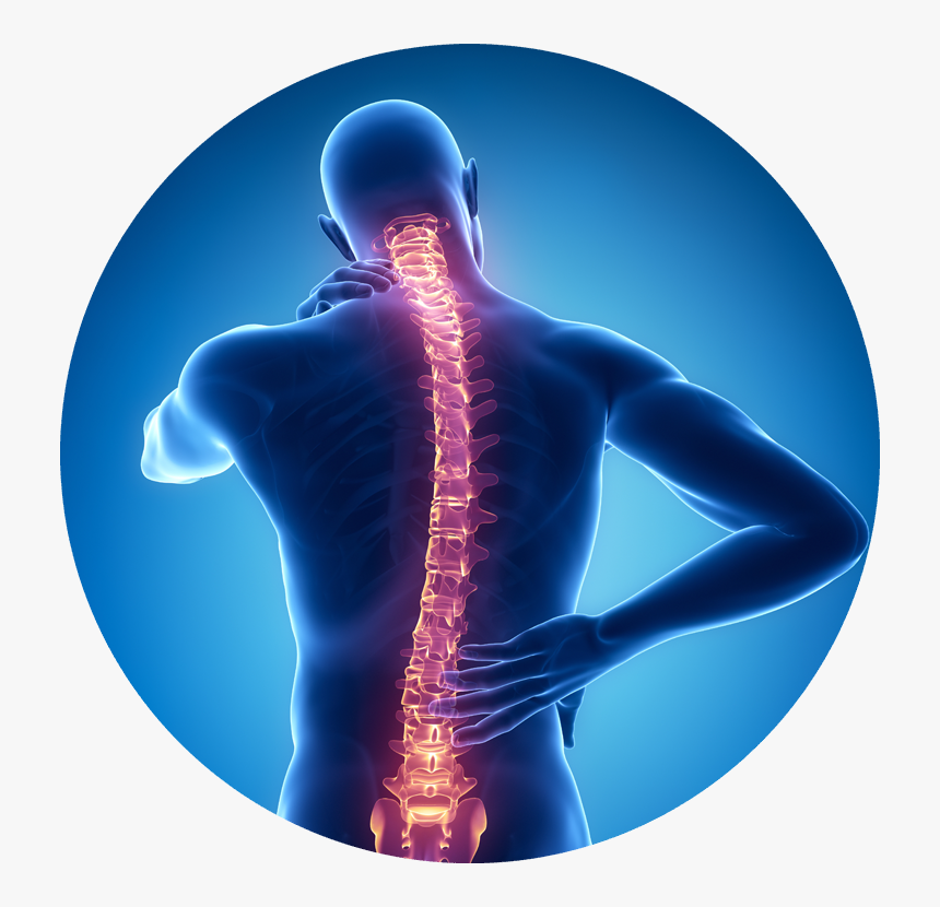 Illustration Of Back In Blue With Spine Highlighted - Spine Therapy, HD Png Download, Free Download