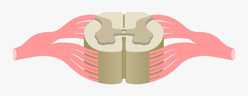 Spinal Cord Gray Matter - Spinal Cord Png, Transparent Png, Free Download