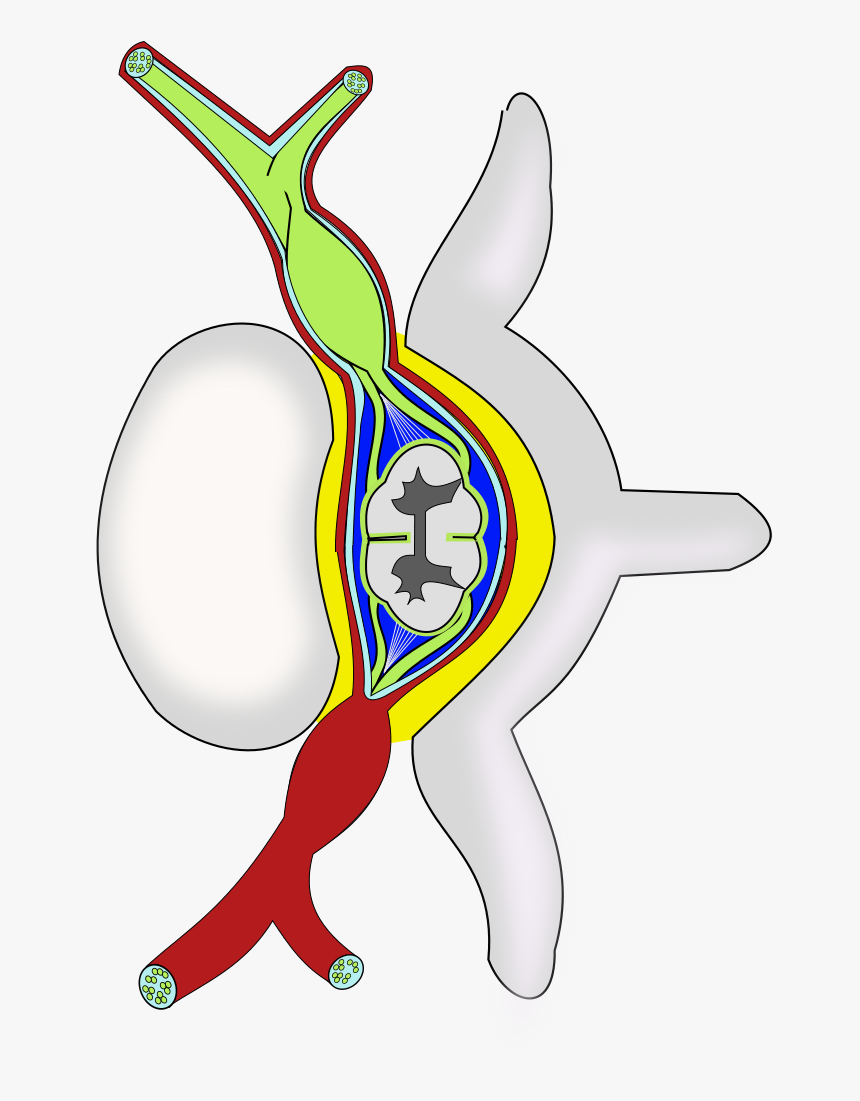 Clip Art Spine Png Jpg Royalty Free Library - Cartoon, Transparent Png, Free Download