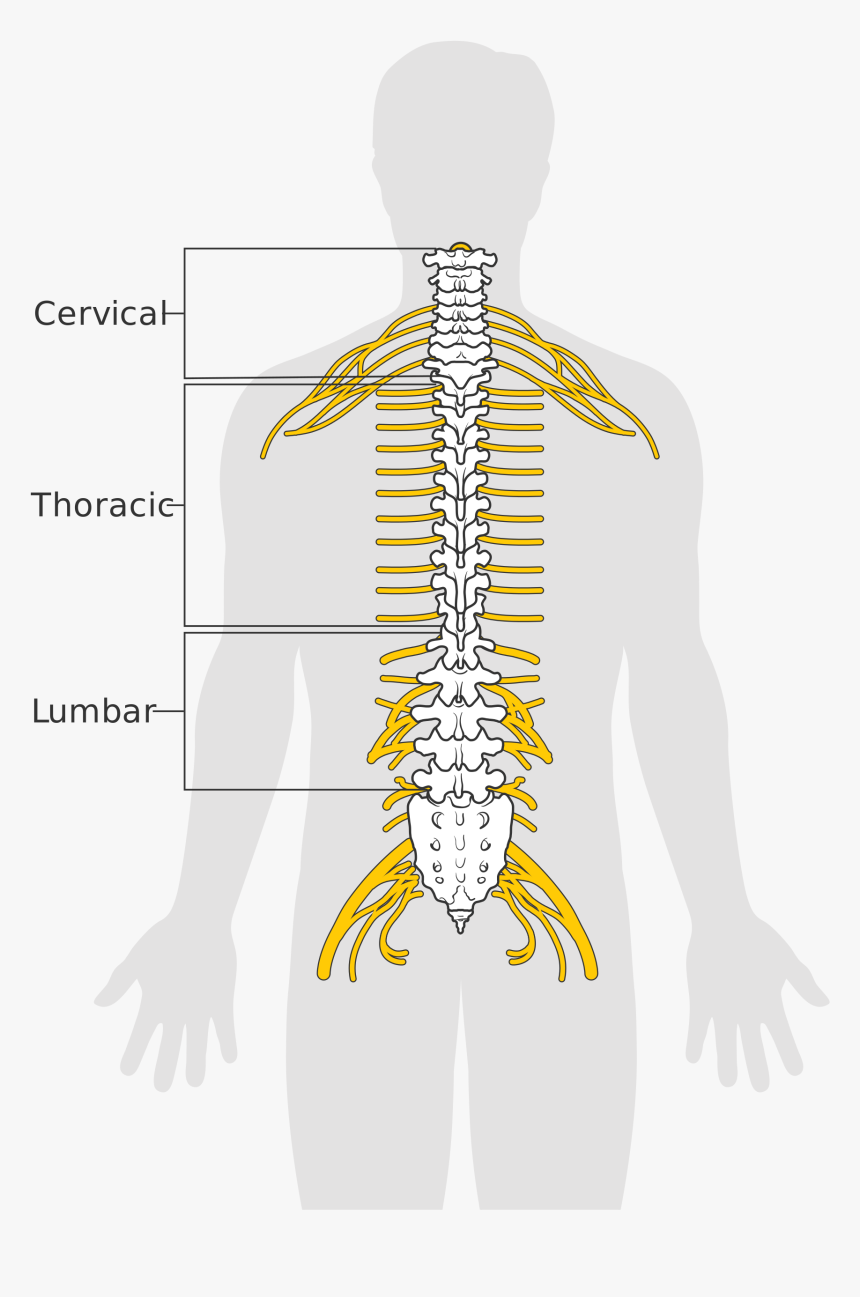 Image - Spinal Cord Diagram, HD Png Download, Free Download