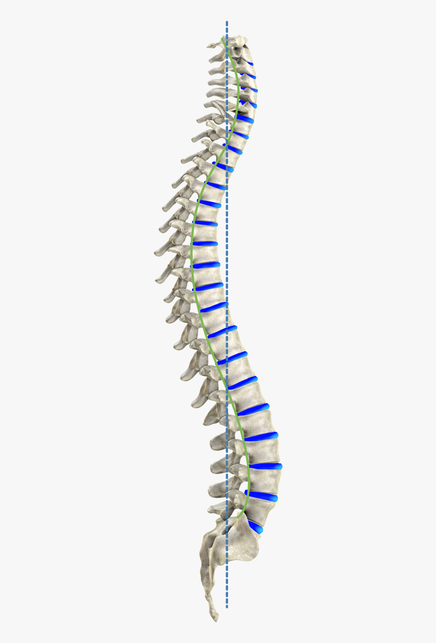 Colonne Vertébrale Idéale Vue De Profil/ Ideal Spine - Transparent Human Spine Png, Png Download, Free Download