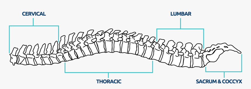 Horizontal Spine - Illustration, HD Png Download, Free Download