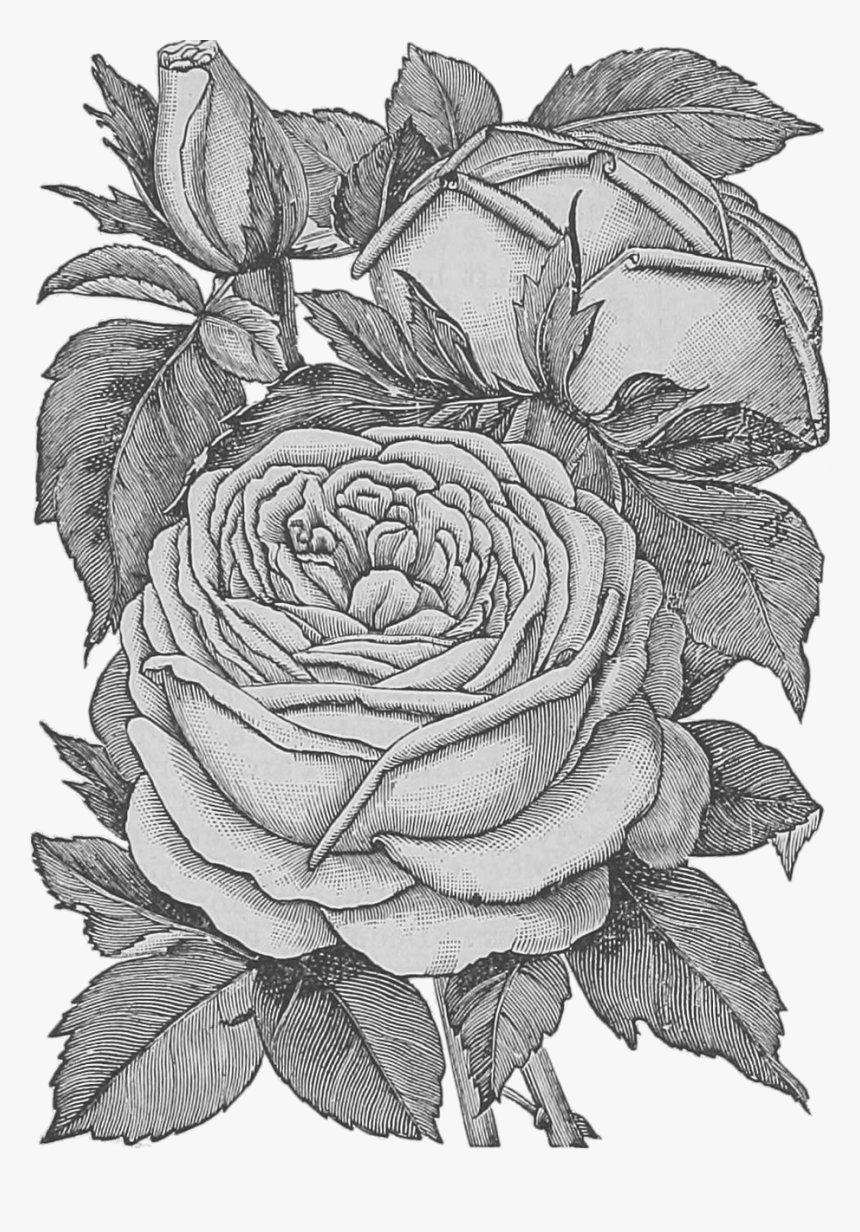 Drawing Black And White Transparent Rose Png, Png Download, Free Download