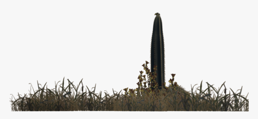 Desert Plants Png, Transparent Png, Free Download