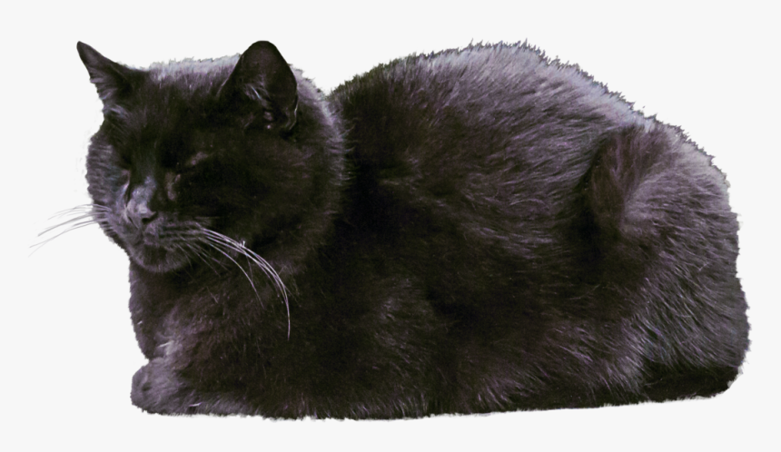 Cat Transparent Images - Black Cat Sleeping Png Transparent, Png Download, Free Download