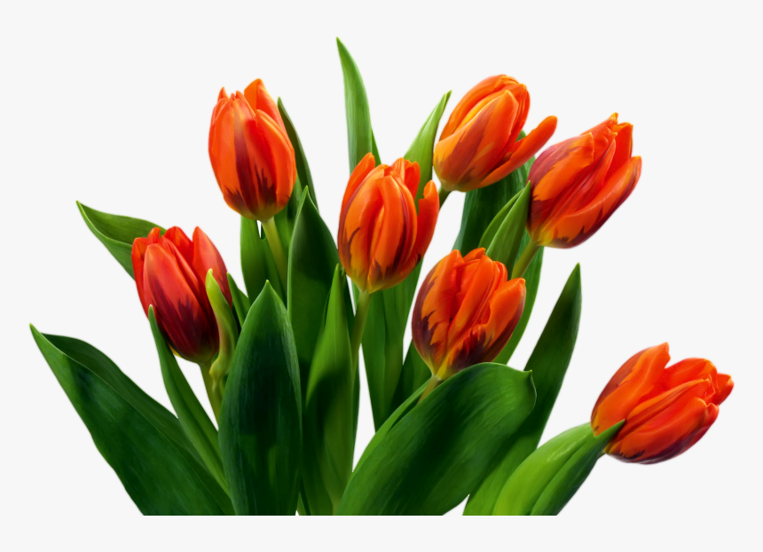 Red Tulip Buds Transparent, HD Png Download, Free Download